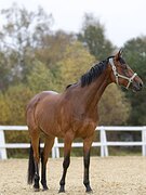 МАРШРУТЫ 105, ЭЛЕМЕНТЫ ЮНОШЕ