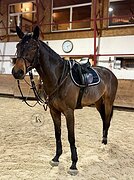 СТАРТОВЫЙ ОПЫТ ДО 115 СМ