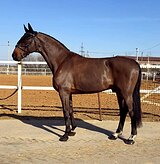 Выездка, конкур 2018 гр