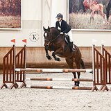 ГНЕДАЯ KWPN КОБЫЛА 5 ЛЕТ