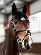 ДОМА ПРЫГАЕТ ДО 110 СМ