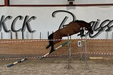 выездка, конкур из Бельгии 