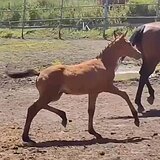 КОБЫЛА ЛИНИИ ЛАНДРАФА