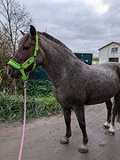 Мерин 
