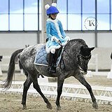 ЧУБАРЫЙ ПОНИ 141 СМ В ХОЛКЕ