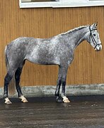 СПОКОЙНАЯ КОБЫЛА В КОНКУР