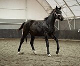 МОЛОДОЙ ЖЕРЕБЧИК • БУДЕТ В