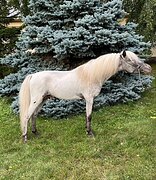 американская миниатюрная в