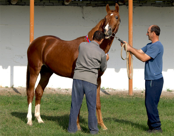 Сальск  выставка "Золотая лошадь" помесный жеребец Иппон