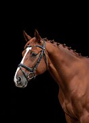 МАРШРУТЫ 120 • ВНУК ЧЕМПИОНА