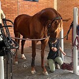 БУДЕННОВСКИЙ ЖЕРЕБЕЦ 4 ГОДА