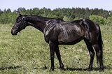 Кобыла 2016 гр, 160 вх