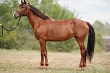 Рыжая красотка