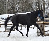 МОЛОДАЯ КОБЫЛКА • В ЛЮБУЮ Д