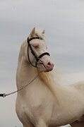 уэльский пони секцияБ 
