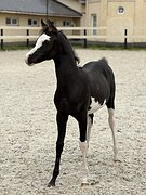 Редкая штучка