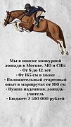 Купим конкурную лошадь 