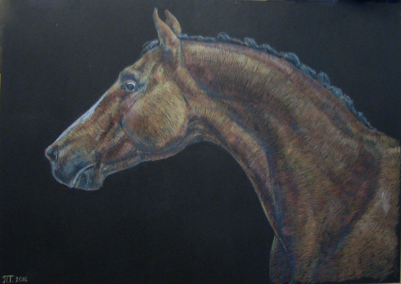 Голова лошади донской породы (цветной карандаш, 30х40)