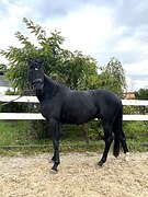 Молодой мерин