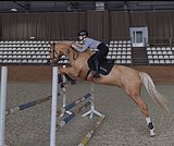 НАРЯДНЫЙ МЕРИН В КОНКУР