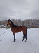 Жеребец помесь 