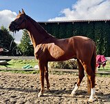 4 ГОДА 174 СМ В ХОЛКЕ