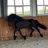 ШИКАРНЫЙ ФРИЗСКИЙ ЖЕРЕБЕЦ 
