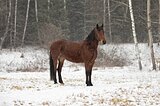 Орловская рысачка, красный 