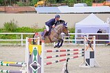 Мерин 2017 гр, 157 вх