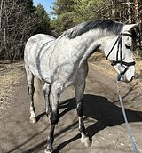 МЕРИН В КОНКУР / ХОББИ