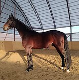 Молодой жеребец в спорт 