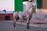Жеребец 2020 гр