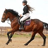 ФЛЕГМАТИЧНЫЙ В КОНКУР