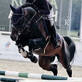 ГОЛШТИНСКИЙ ЖЕРЕБЕЦ 8 ЛЕТ 