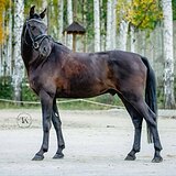 ПОНИ МЕРИН 145 СМ В ХОЛКЕ