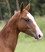 МОЛОДАЯ КОБЫЛКА. ОПОВОЖЕНА