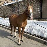 РАЙД ПОНИ 147 СМ В ХОЛКЕ