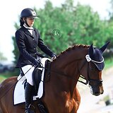 МЕРИН 5 ЛЕТ 180 СМ В ХОЛКЕ