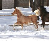 Жеребчик WPBR