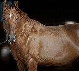 МОЛОДОЙ ЖЕРЕБЕЦ В ЛЮБУЮ ДИС