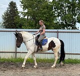 Помесь владимирского тяжел