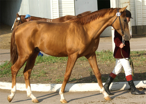 высавки: Эквирос - Юг, Золотая лошадь;  рождена в Калмыкии