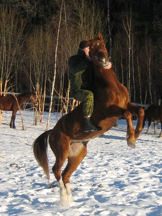 в леваде