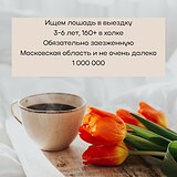 Ищем в выездку 3-6 лет