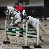 ЖЕРЕБЕЦ В РАЗВЕДЕНИЕ