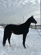 Жеребец РВП (линия Sandro Hit)