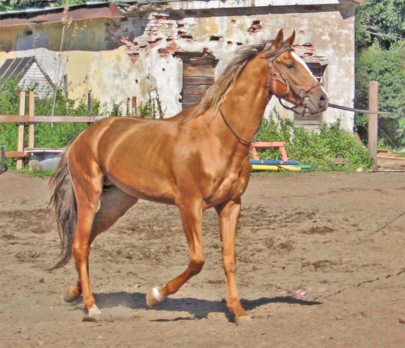 золотой конь