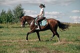 Мерин 2014 г.р, 157 вх