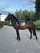 Мерин спортивной помеси