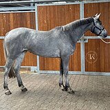 БЕЛЬГИЙСКАЯ КОБЫЛА